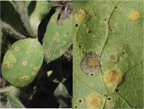 Roya Negra Del Girasol Puccinia Helianthi Herbario Virtual Fitopatología