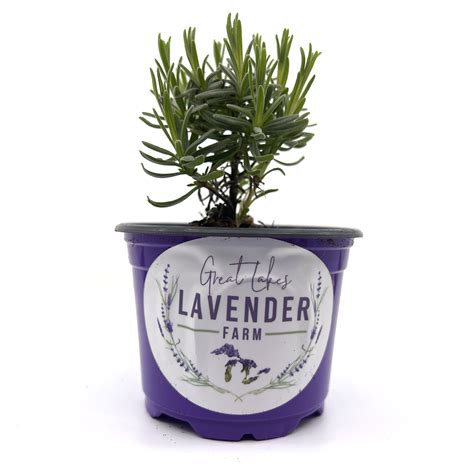 Essence Purple Lavender Plants Plugs Lavandula Angustifolia Great