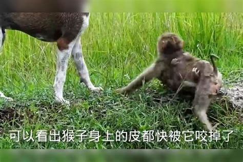 猴子被狗子疯狂撕咬 猴妈妈紧紧抱住自己的孩子 母爱最伟大 ！母爱妈妈猴子