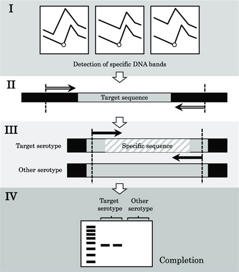 Steps for creating genetic markers. This figure shows the steps for ...