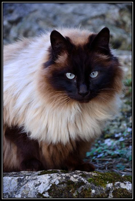 MostlyCatsMostly - Gatu (by Villa65)