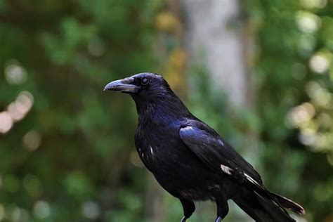 150 Pet Crow Names to Start Calling Your New Feather Companion