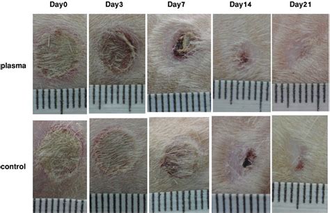 Macroscopic Observation Of Wound Healing On Different Days Of Healing