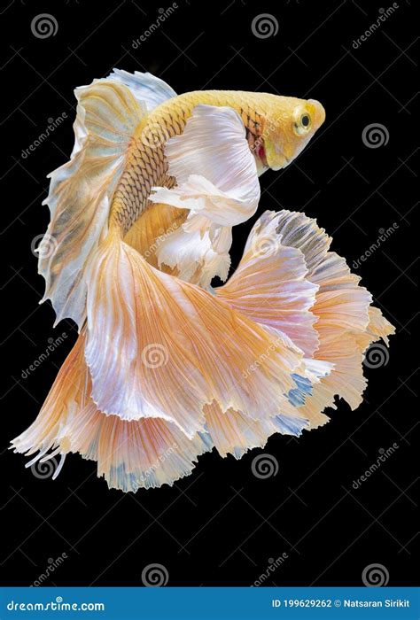 Beautiful Movement Of Red And Yellow Betta Siamese Fighting Fish Two