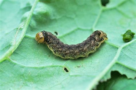 What Do Caterpillars Eat A Complete Guide To Caterpillar Diets