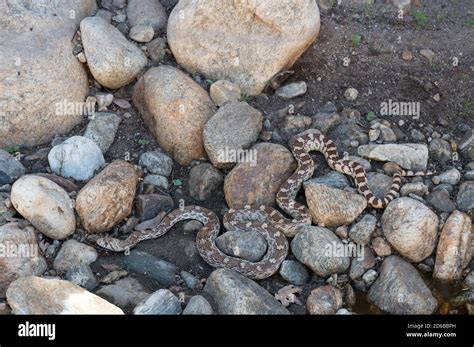 Sonoran Gopher Snake, (Pituophis catenifer affinis), Graham co ...