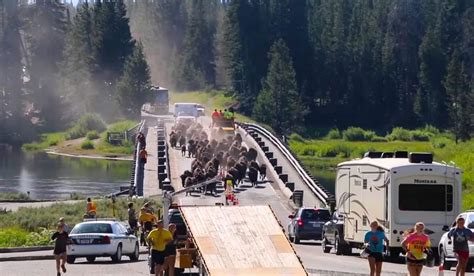 Massive Bison Stampede in Yellowstone National Park Holds Up Traffic ...