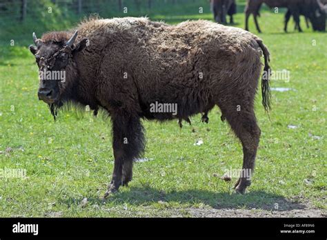 North American Bison Stock Photo - Alamy