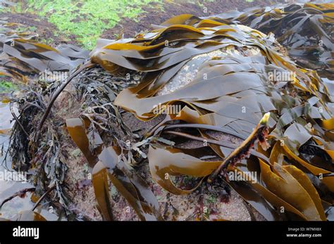 Seaweeds British Marine Plants Hi Res Stock Photography And Images Alamy