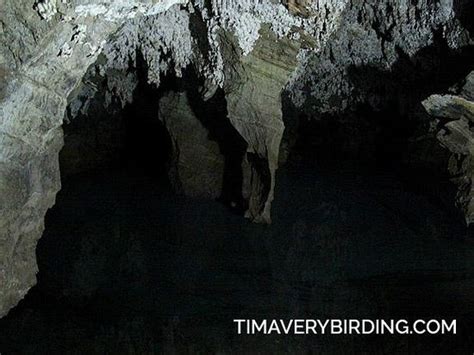 The Lake In The Bottom Of The Caves Picture Of Sterkfontein Cave