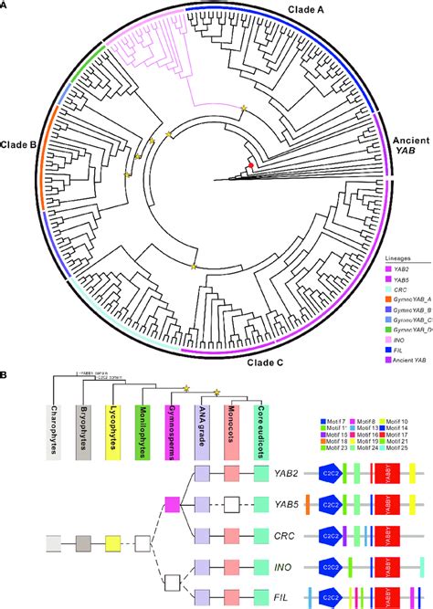 Phylogeny And Domain Architecture Of The Yabby Homologs A Download Scientific Diagram