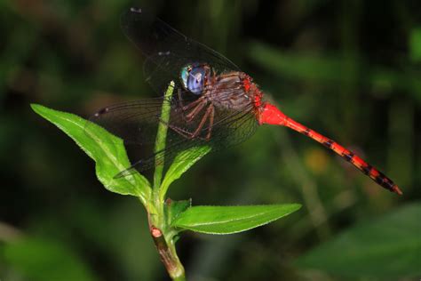 Blue Faced Meadowhawk Sympetrum Ambiguum Colchester Par Flickr