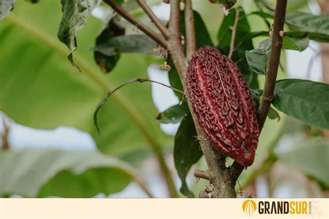 Cacao Variedad Ccn 51 Grandsur