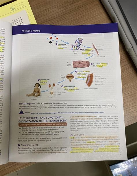 Seeley S Essentials Of Anatomy And Physiology Th Edition On Carousell