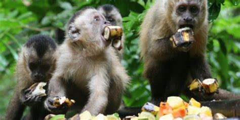 O Que Come O Macaco