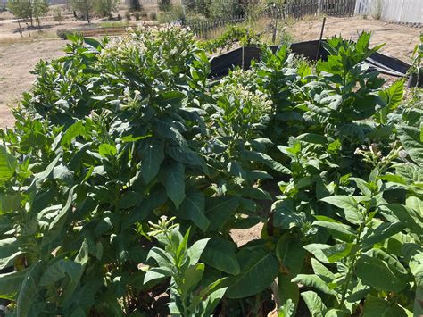 Red Russian Tobacco Seeds - Zen Life Gear - Gear for your Zen Life