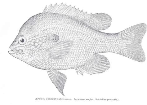 Longear sunfish - Facts, Diet, Habitat & Pictures on Animalia.bio