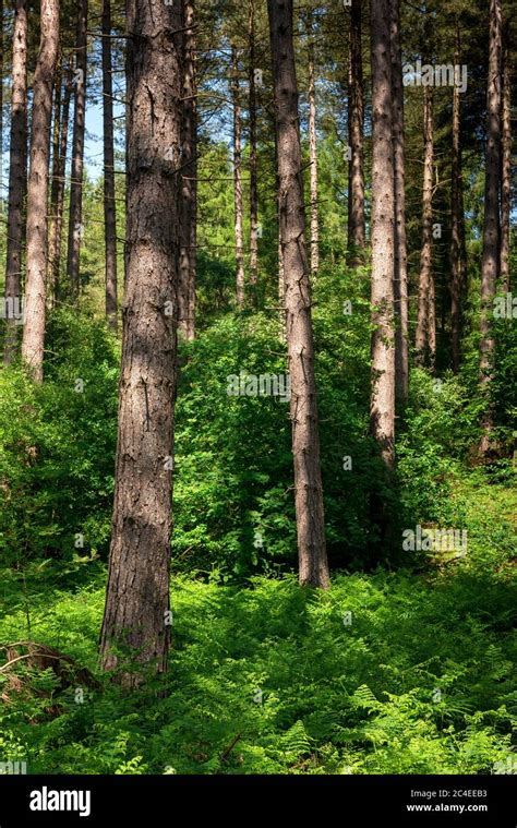 Scots pine trees (Pinus sylvestris) in a woodland scene, Blidworth woods,Nottinghamshire,England ...