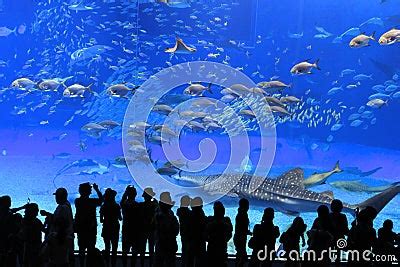 Okinawa Aquarium Editorial Image - Image: 16836670