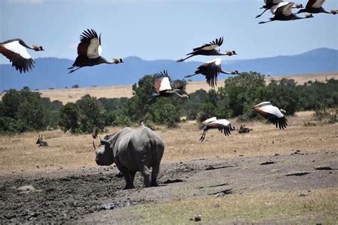 Mt. Kenya National Park | EMI Travel