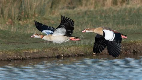 Male and Female Egyptian Geese Flying Stock Photo - Image of inflight