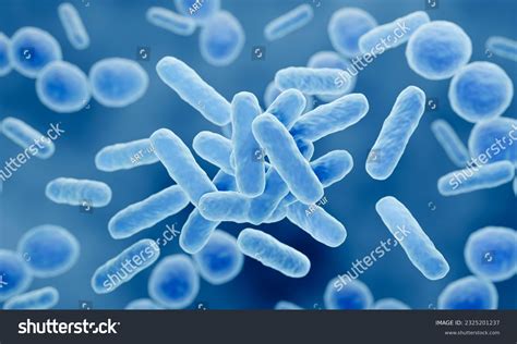 Lactobacillus Bacteria