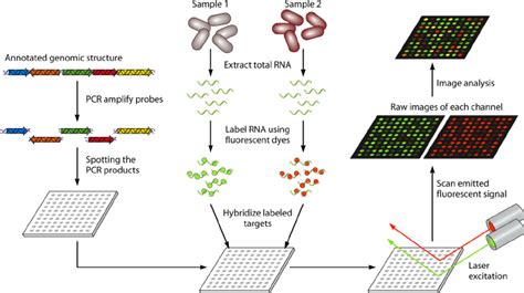 Workflow Summary Of Printed Microarrays Probes Are Pcr Amplified Or