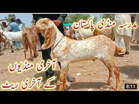 Madrasa Bakra Mandi Fresh Mandi Update Pure Makhi Cheeni Quality Wale