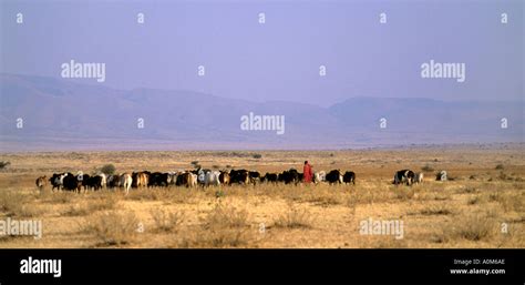 Maasai herding cattle, Tanzania Stock Photo - Alamy