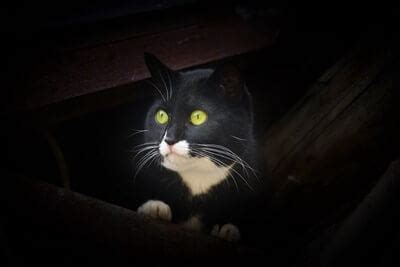 Why Do Cats' Eyes Glow in The Dark? - Senior Cat Wellness