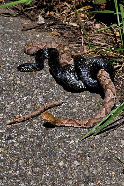 The Buckeye Botanist: Copperhead vs Eastern Black Kingsnake!