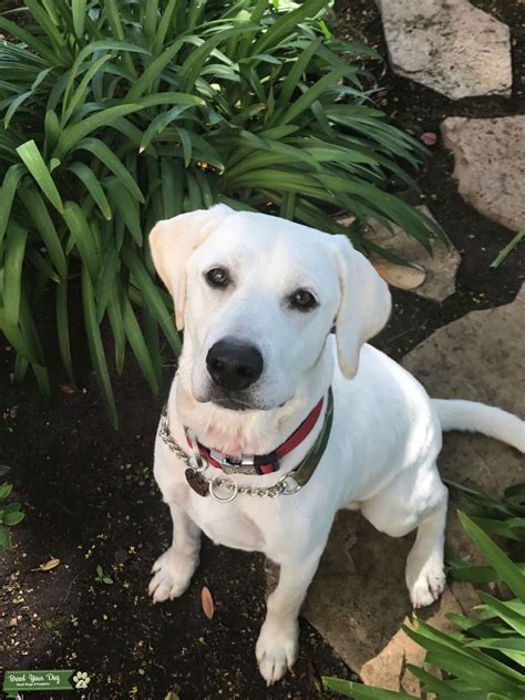White Labrador Retriever - Stud Dog in California, Brazil | Breed Your Dog