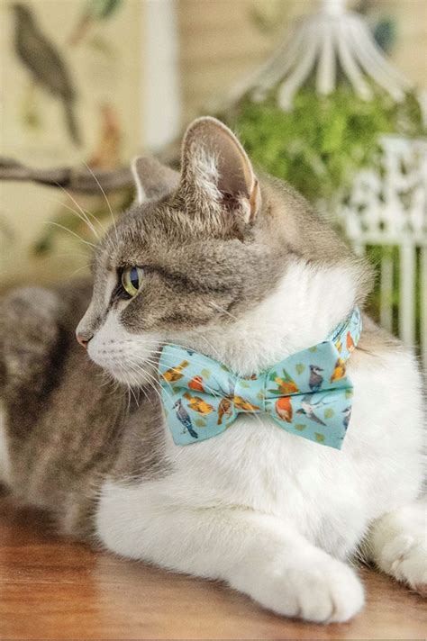 Why Breakaway Cat Collars Are Essential For Your Pet S Safety Tamara