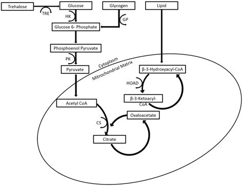 Metabolic pathways of six enzymes used to study muscle metabolism ...