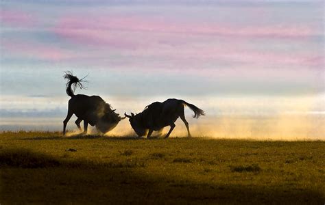 Fighting Wildebeest Ngorongoro Crater Tanzania Photograph by Boyd ...