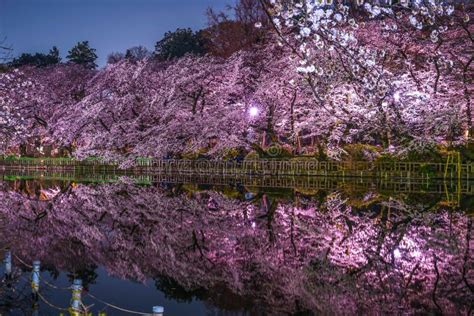 Cherry Blossoms Of Inokashira Park Inokashira Park Stock Photo - Image of culture, pink: 152693048