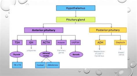 Hormonal cascade system involving hypothalamus | PPT