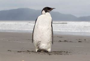 emperor penguin extinction - Rachel Carson Council