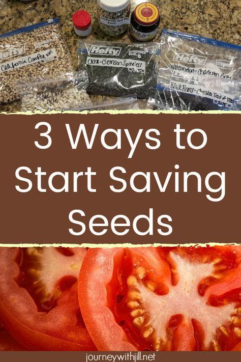 Saving Lettuce Seeds From Your Own Garden Artofit