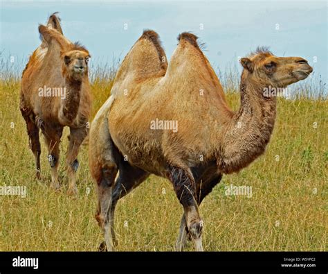 Bactrian camel hi-res stock photography and images - Alamy