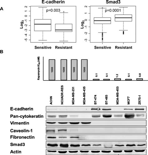 Rapamycin Sensitive Cell Lines Have Increased E Cadherin Expression