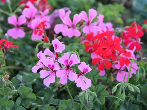 Types of Geraniums | Garden Design