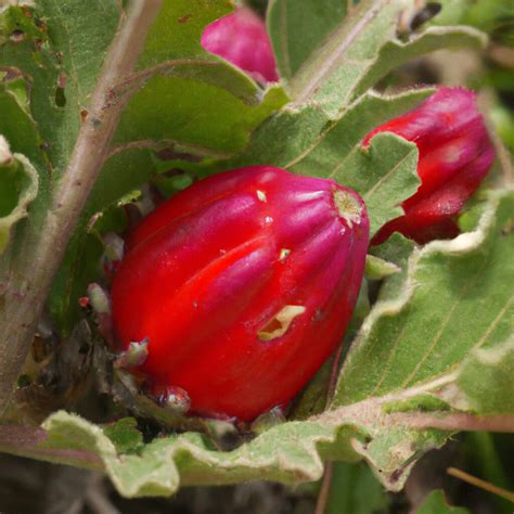 Plantas M S Raras Del Mundo