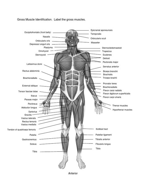 Muscle Labeling Activity For Older Learners Teacher Made Worksheets