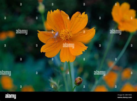 Cosmos Sulphureus Is Also Known As Sulfur Cosmos And Yellow Cosmos