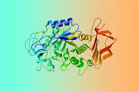 Crystal Structure of Human Salivary Amylase, an Important Enzyme Found in the Oral Cavity ...