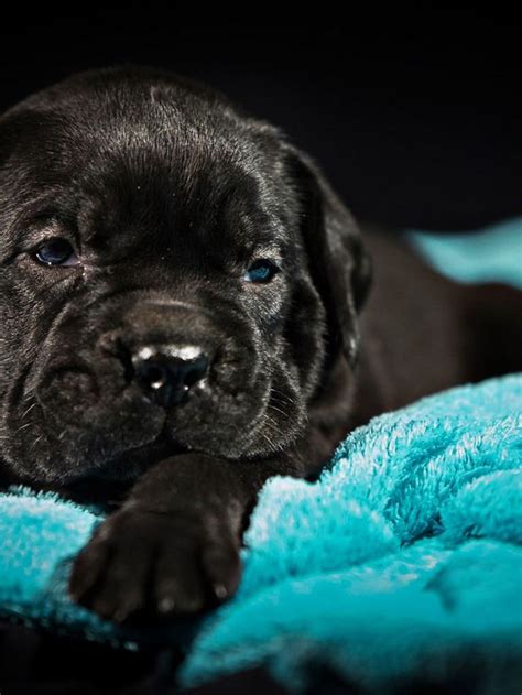 Download Wallpapers Small Cane Corso Puppy Pets Black Cane Corso