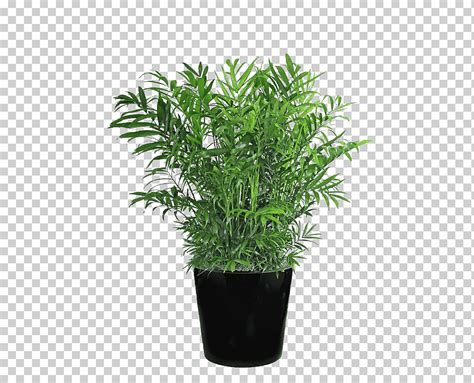 Descarga Gratis Chamaedorea Elegans Arecaceae Schefflera Arboricola