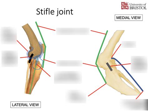 =stifle joint Diagram | Quizlet