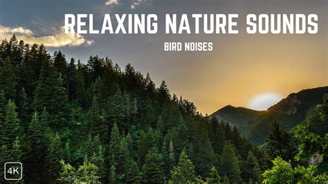 Nature Relaxing Sounds Relaxing Sounds Along With Beautiful Nature